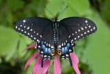 Black-Swallowtail