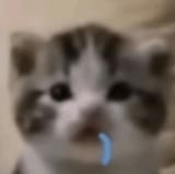 drooling-kitten-kitty-drool