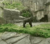 ZooWitchcraft
