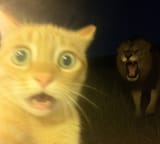 House Lion