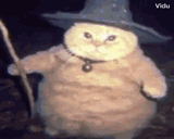 catwizard