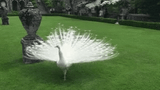 peacock