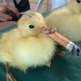 his duck
