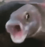 oh-omg-fish-rattling-scream-kykrxim80z6lwaes