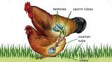 rooster