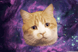 cat in space