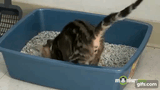1610556436687-gif-713927868