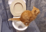 catshit