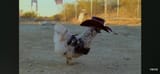 Carpenter_video_cowboy_chicken