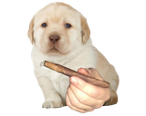 Perro