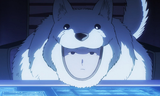 dog1