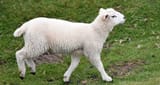 lamb
