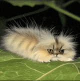 cat-worm