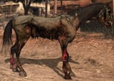 a dead horse