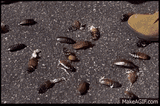starship-troopers-stomp