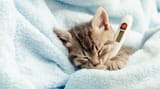 Cat-with-thermometer-900x500_600x600