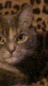 cat-wink-4084424778