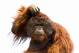 confused-ape