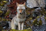 The Coyote