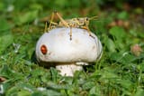 mushroom-2822569_1280