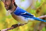 Vargbird
