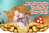 Are-Peanuts-Toxic-For-Cats
