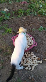 potato-farmer-v0-af5rzogd76me1