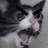 angy-cat