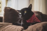 Cat_bandana_large