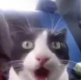 i-humbly-ask-for-your-cat-reaction-pics-v0-iwllvz4nk5cb1