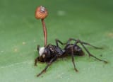 cordyceps1