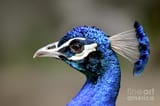 peacock-head-crest-marie-dudek-brown-951727866