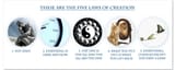 5laws