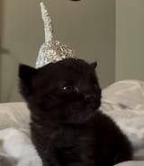Foil