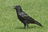 corvid