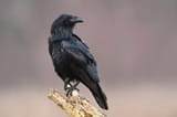 corvus_corax-992x661