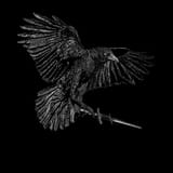 made-this-cool-corvid-today-v0-p4hjwexhqdke1