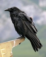 Common-raven