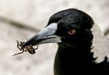 magpiespider
