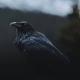 crow