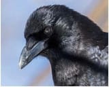 corvid-crow