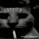 cat_smoke_cigarette