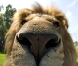 lelion