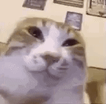 catcat