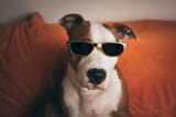 free-photo-of-dog-in-sunglasses