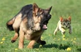 catsanddogs