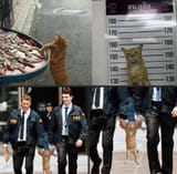 Cat-arrested-1-1383849722