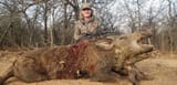 WildBoar
