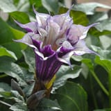Angel&#039;s Trumpet