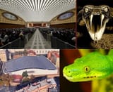vatican snake outside inside